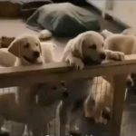 Amor incondicional ¿Lo sentimos o lo damos?