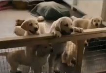 Amor incondicional ¿Lo sentimos o lo damos?